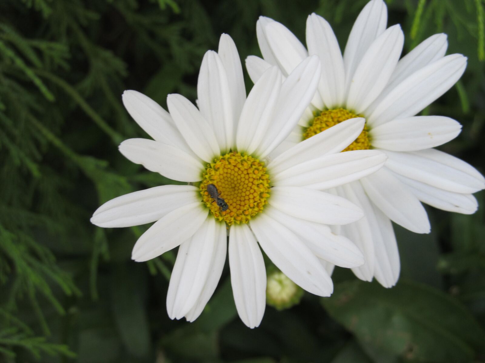 Canon PowerShot SX130 IS sample photo. Daisies, flowers, insect photography