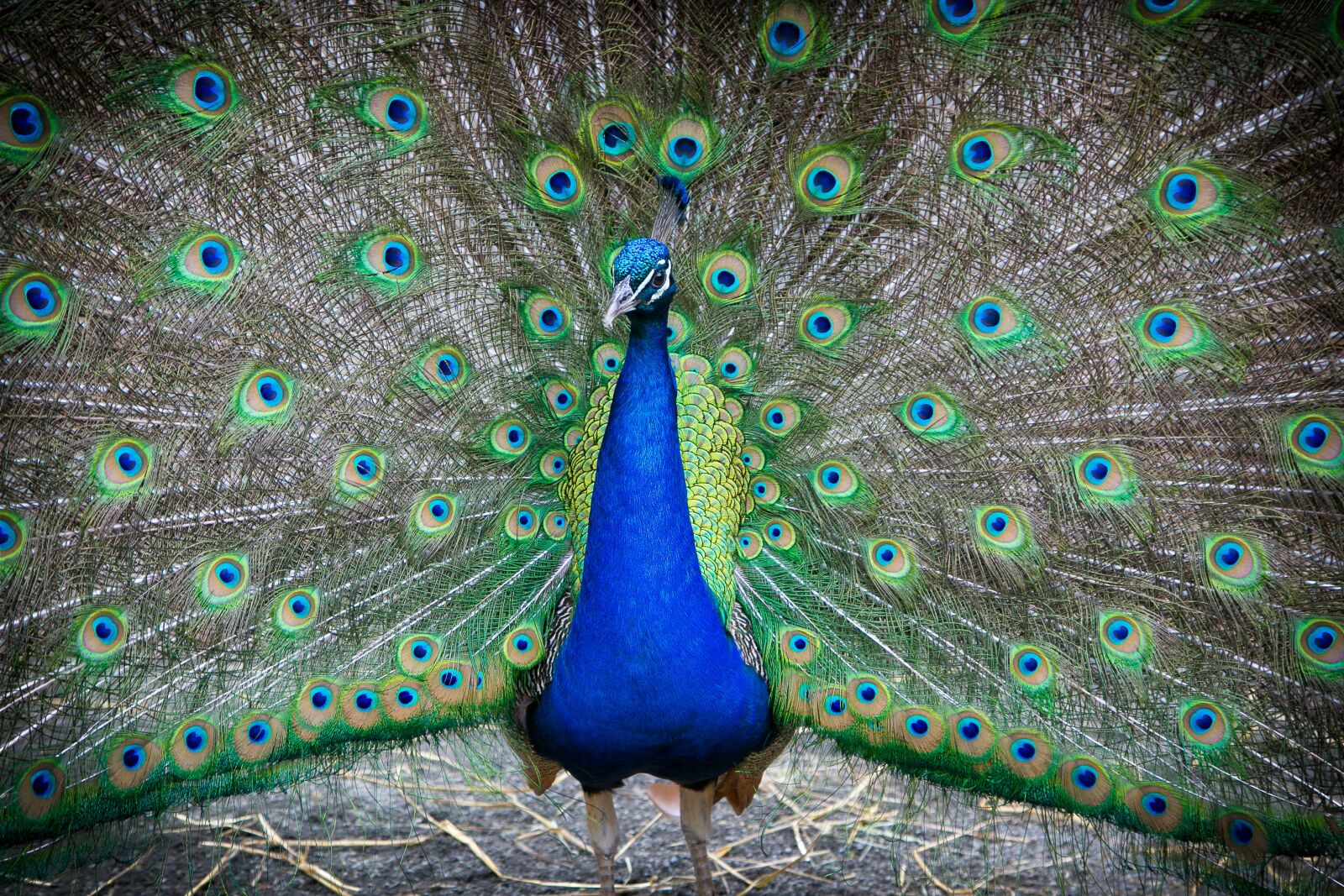 Canon EF 24-105mm F4L IS USM sample photo. Bronx, zoo, wildlife photography