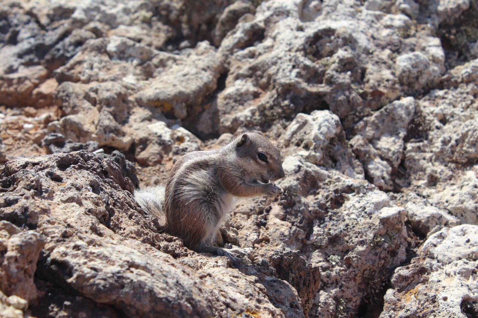 Canon EOS 650D (EOS Rebel T4i / EOS Kiss X6i) sample photo. Rock, squirrel, wildlife photography