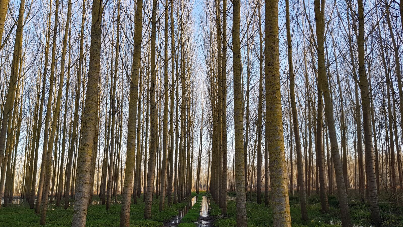 Samsung Galaxy S8 sample photo. Trees, swamp, nature photography