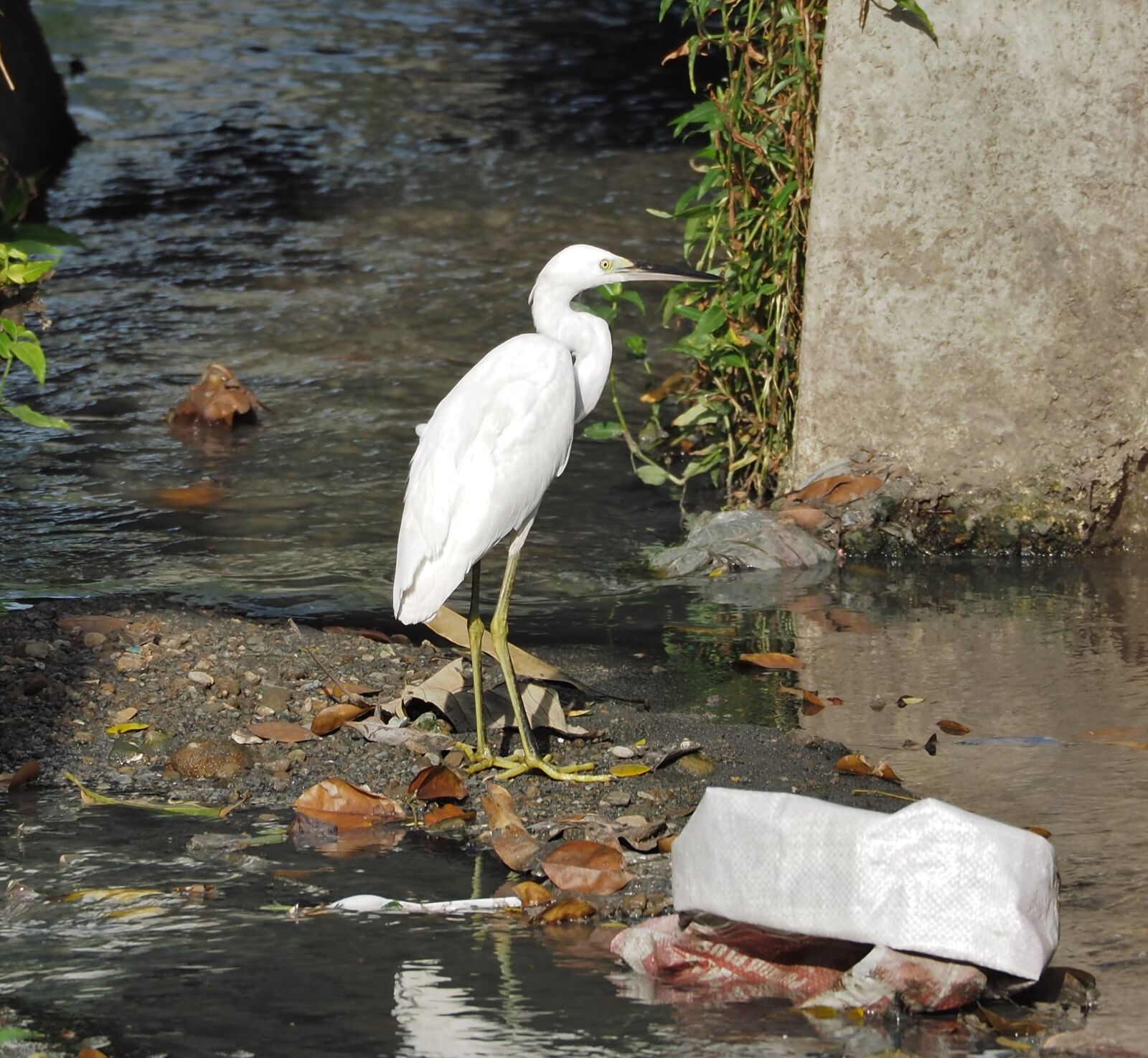 Olympus OM-D E-M1 + Olympus M.Zuiko ED 75-300mm F4.8-6.7 II sample photo. Water, bird, nature photography