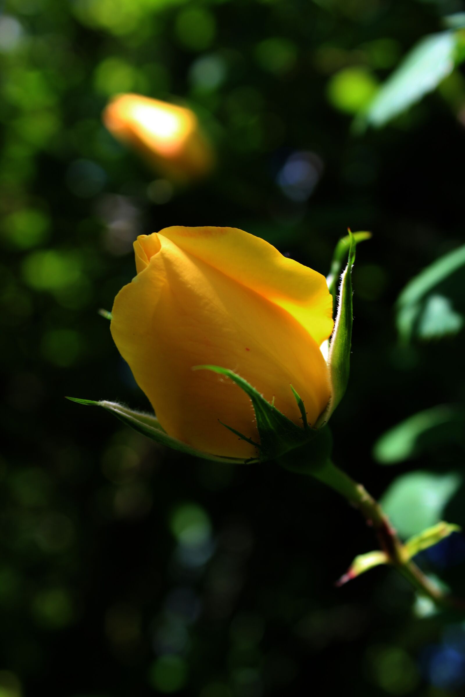 Canon EOS 1200D (EOS Rebel T5 / EOS Kiss X70 / EOS Hi) sample photo. Forest, nature, background photography