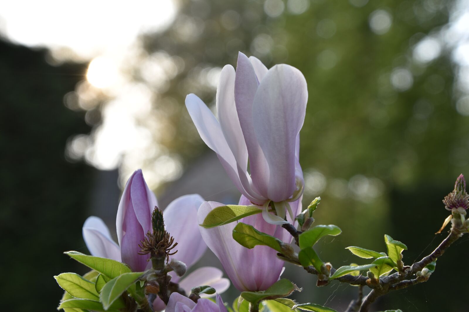 Nikon D5600 sample photo. Flower, plant, nature photography