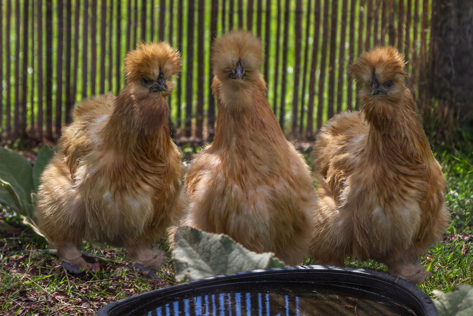 Canon EOS 60D sample photo. Hen, silk, poultry photography
