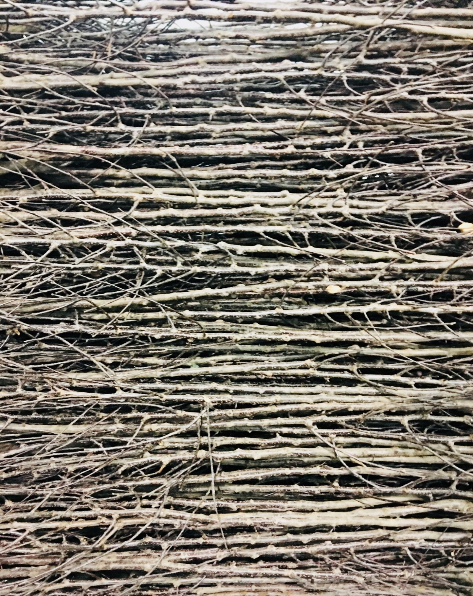 Apple iPhone 6s Plus sample photo. Branches, photography, image photography