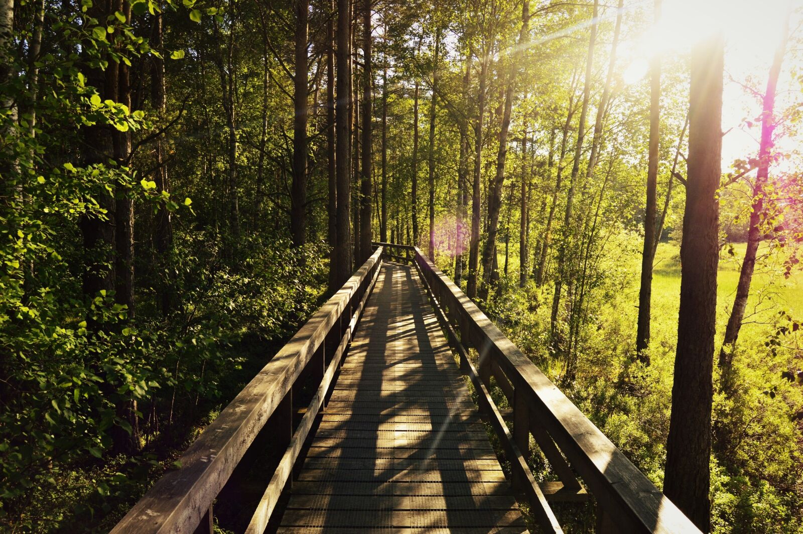 Nikon D3200 sample photo. Forest, tree, solar photography