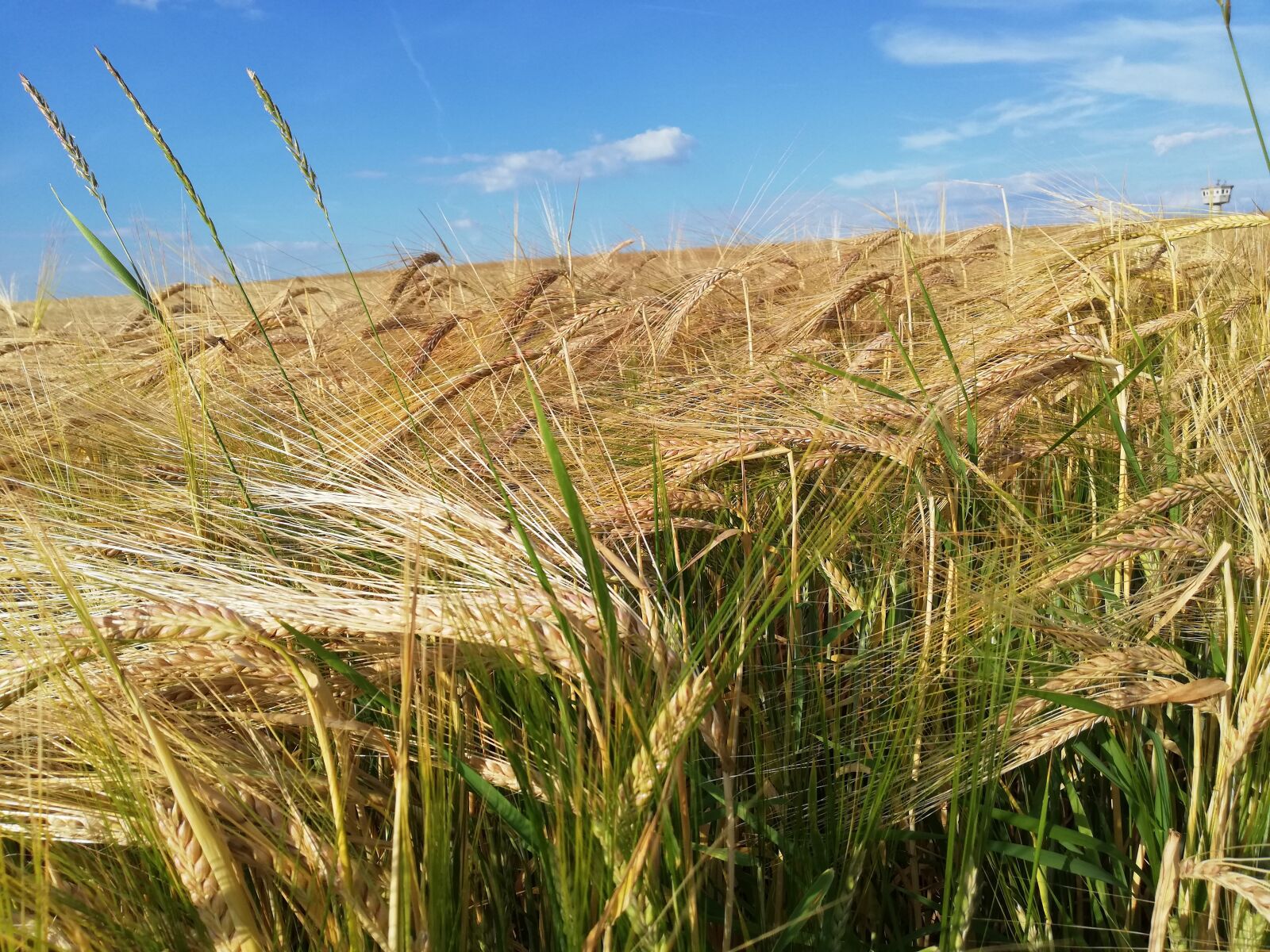 HUAWEI P20 lite sample photo. Summer, cereals, wheat photography