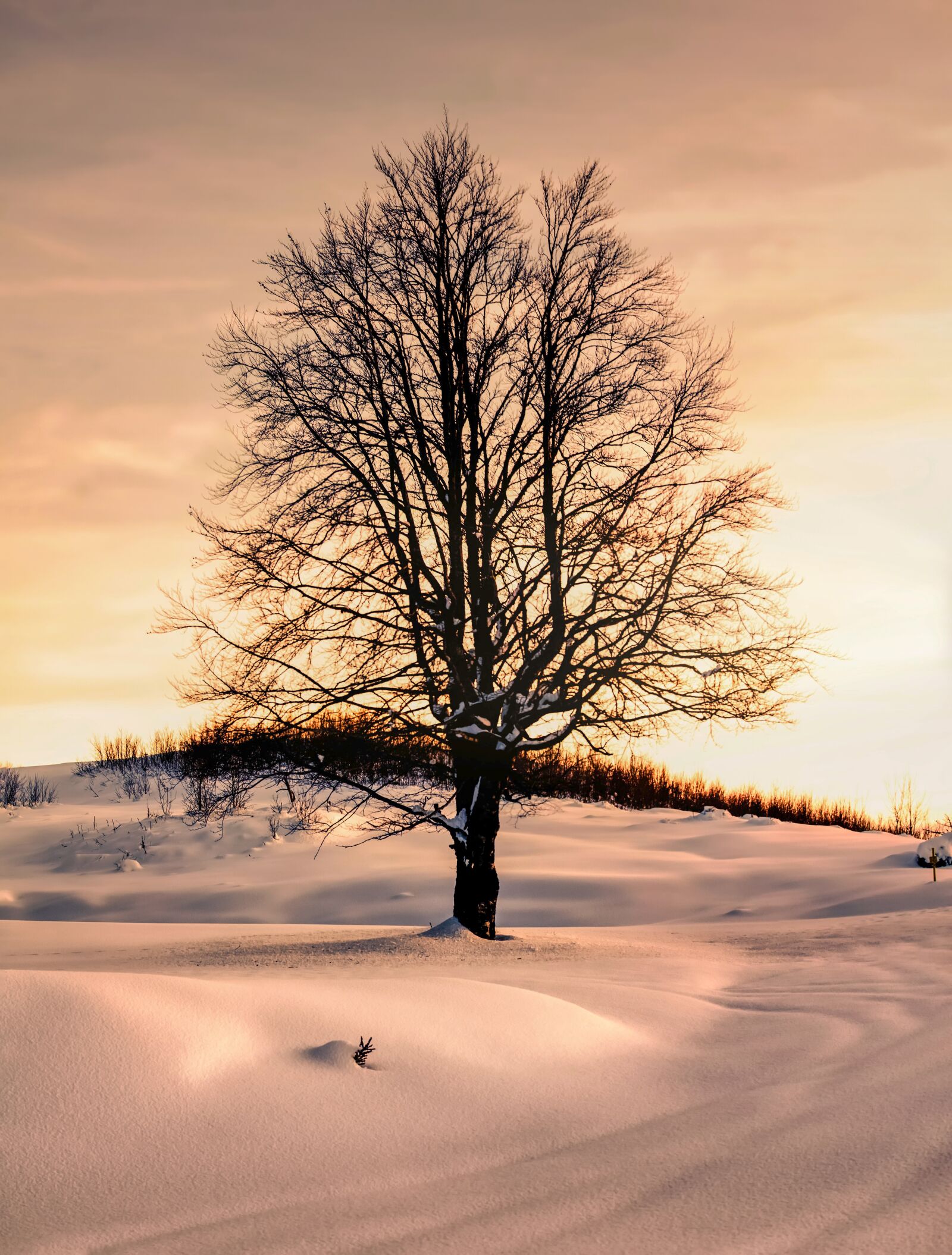 Nikon D7000 sample photo. Winter, forest, wintry photography