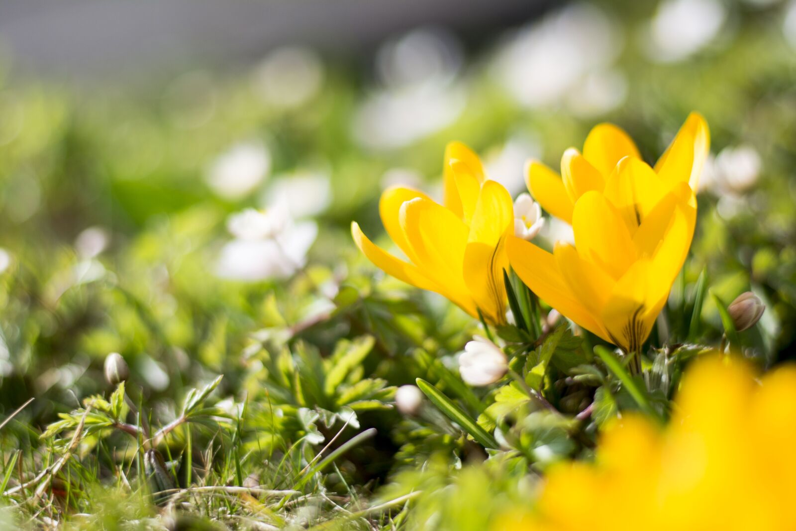 Nikon D5200 sample photo. Crocus, yellow, flower photography