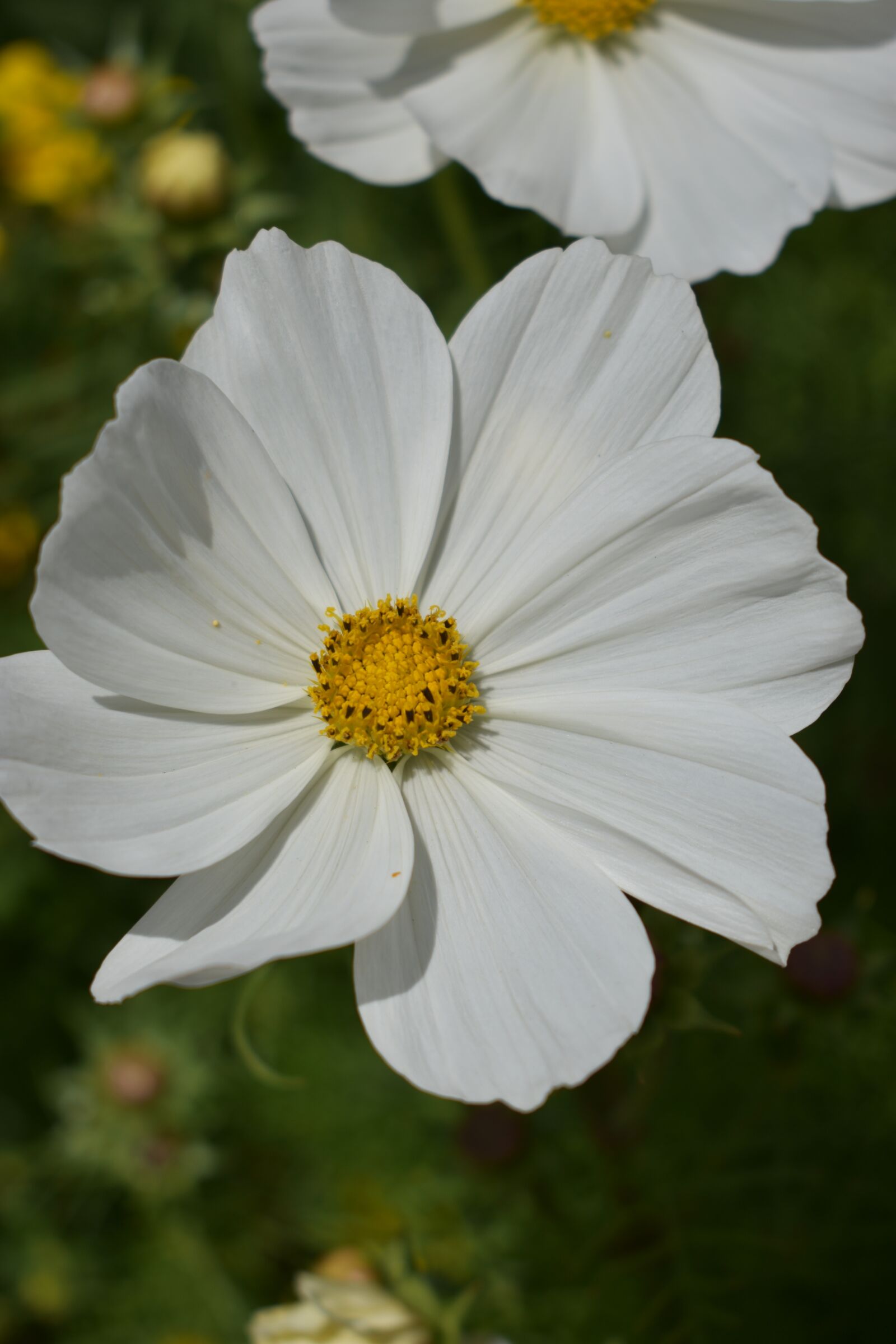 Nikon D3400 sample photo. Flower, white, summer photography