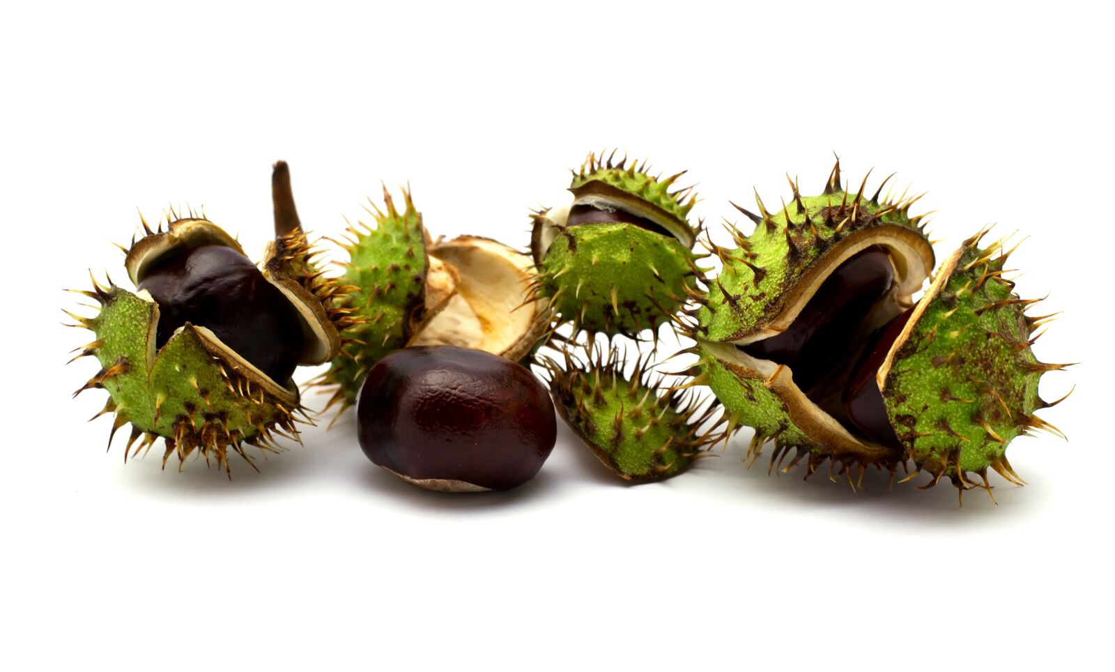 Nikon D3100 sample photo. Chestnuts, nuts, c photography