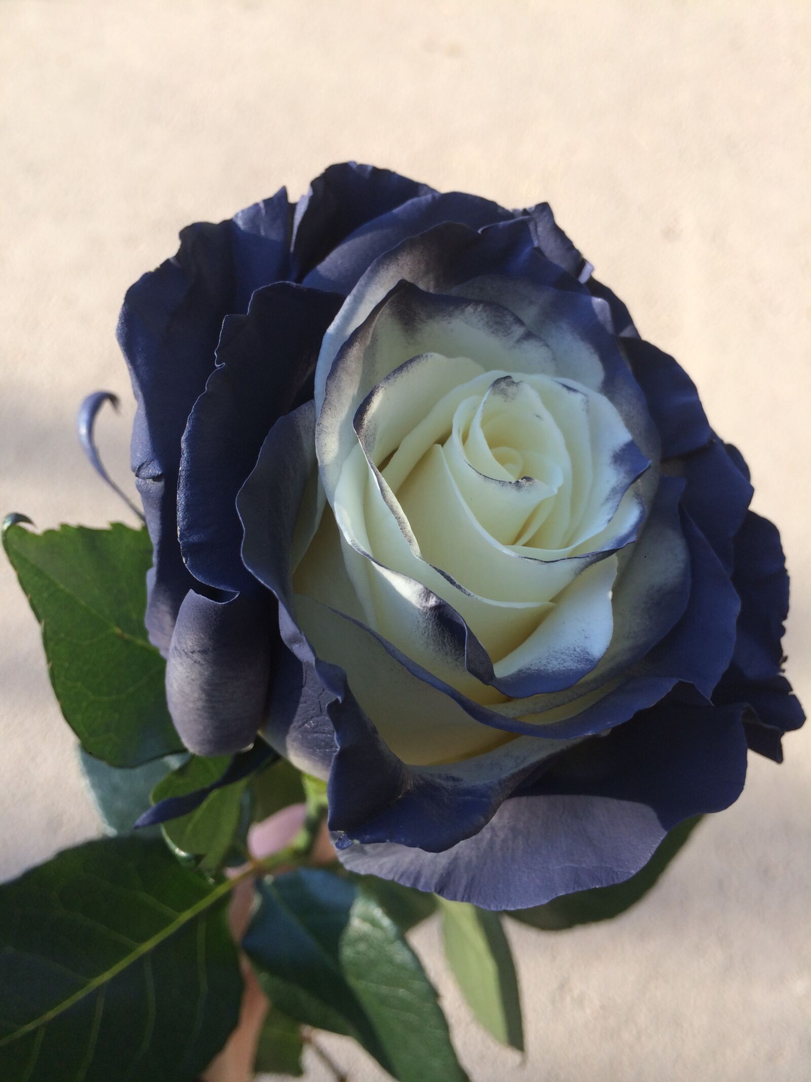 iPhone 5s back camera 4.15mm f/2.2 sample photo. Rose, flowers, petals photography
