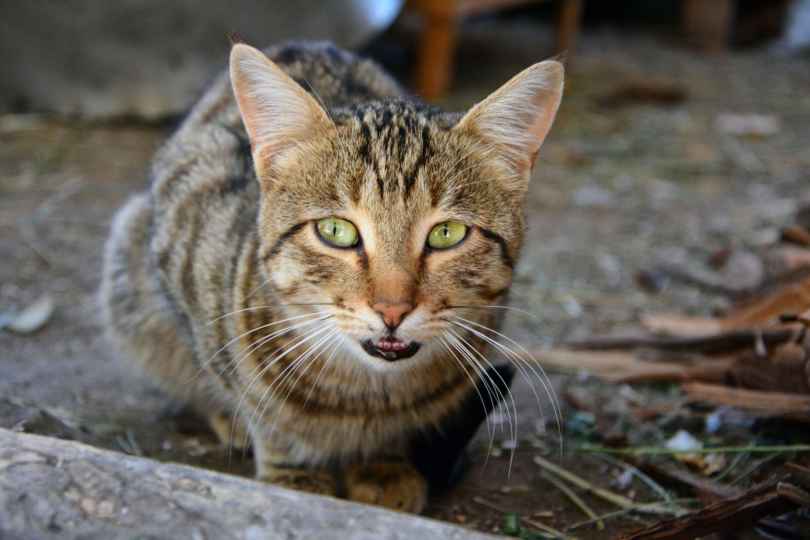 Nikon D7100 sample photo. Cat, pets, sweet photography