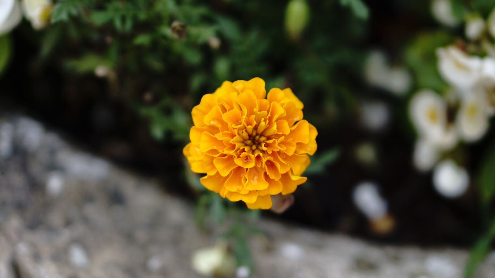 E 50mm F1.8 OSS sample photo. Flower, flowers, yellow flowers photography