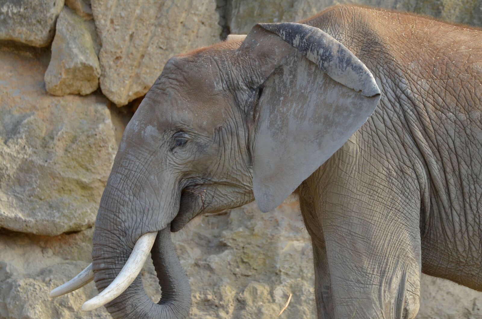Nikon D7000 sample photo. Elephant, zoo, animals photography