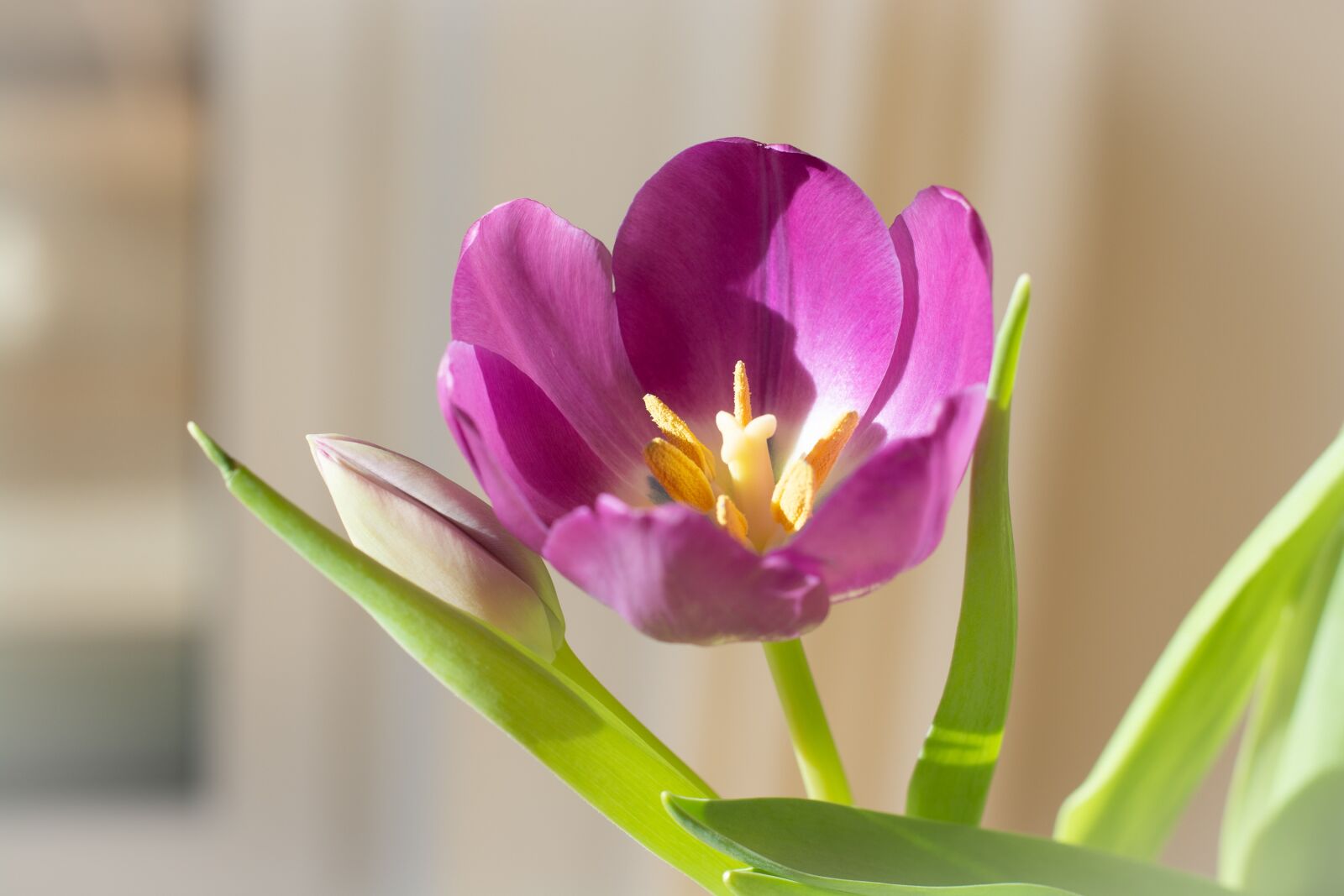 Nikon D7100 sample photo. Flower, blossom, bloom photography