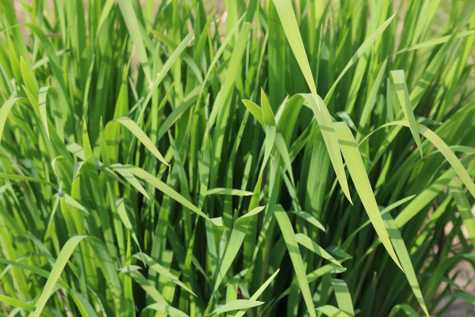 Canon EOS 70D sample photo. Fu, grass, green, nature photography