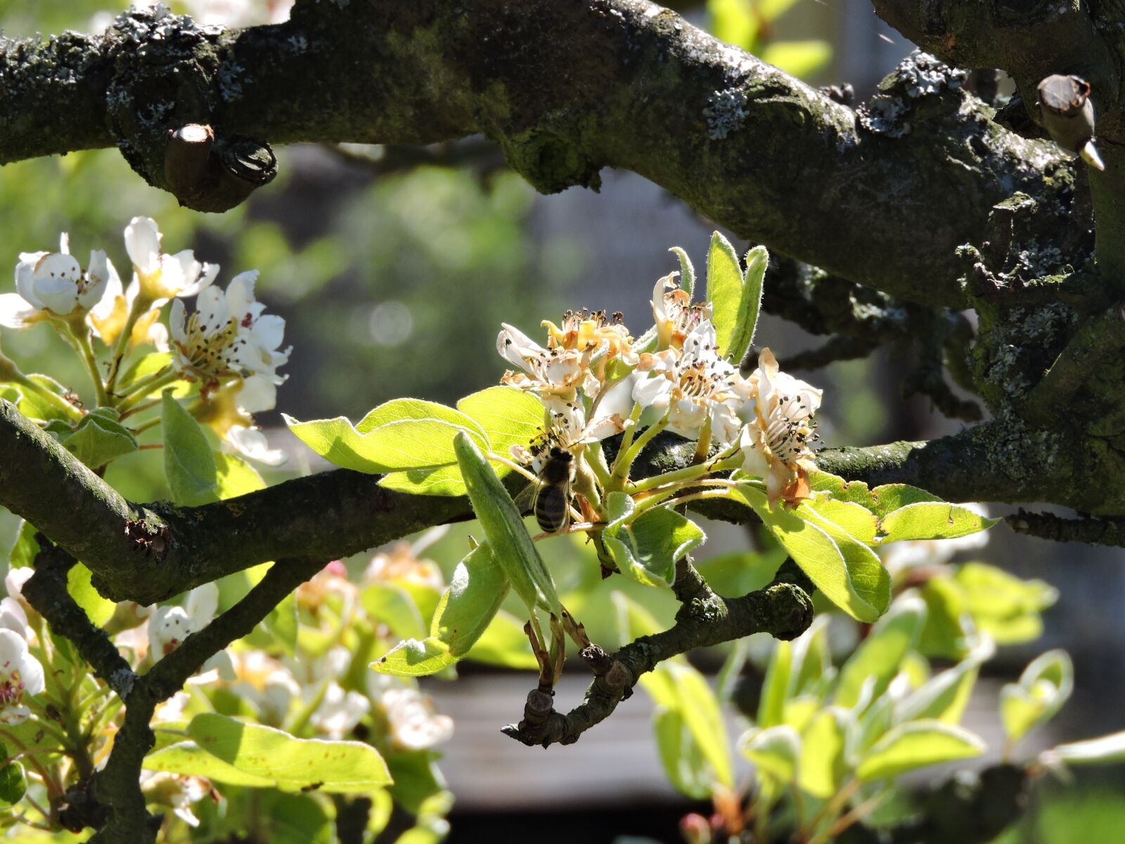 Nikon Coolpix P600 sample photo. Spring, nature, apple tree photography