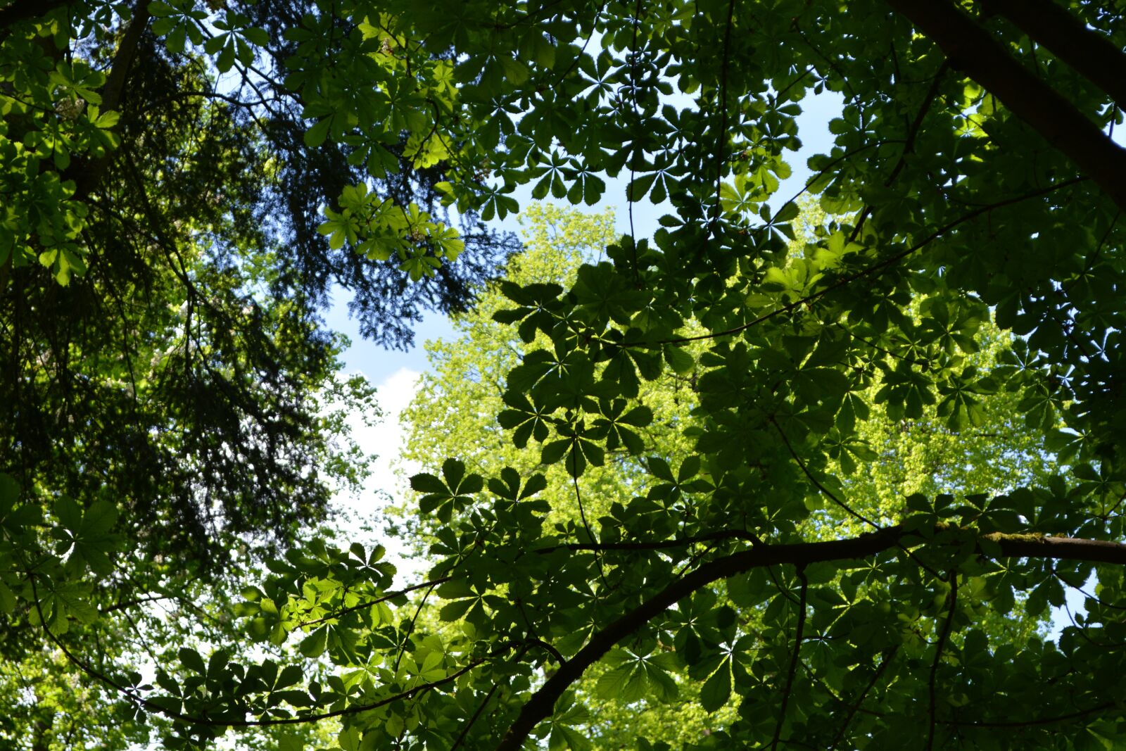 Nikon D5200 sample photo. Canopy, leaves, trees photography