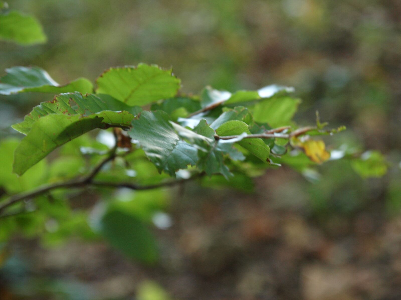 Olympus E-3 sample photo. Branch, leaves, green photography