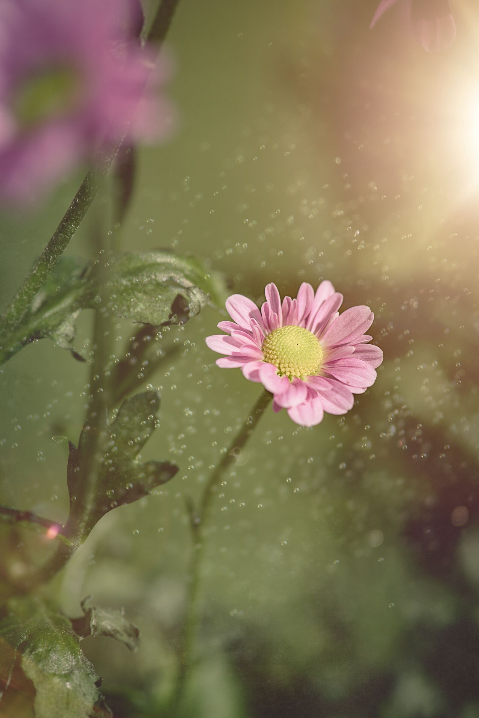 Nikon D750 sample photo. Flower, pink, blossom photography
