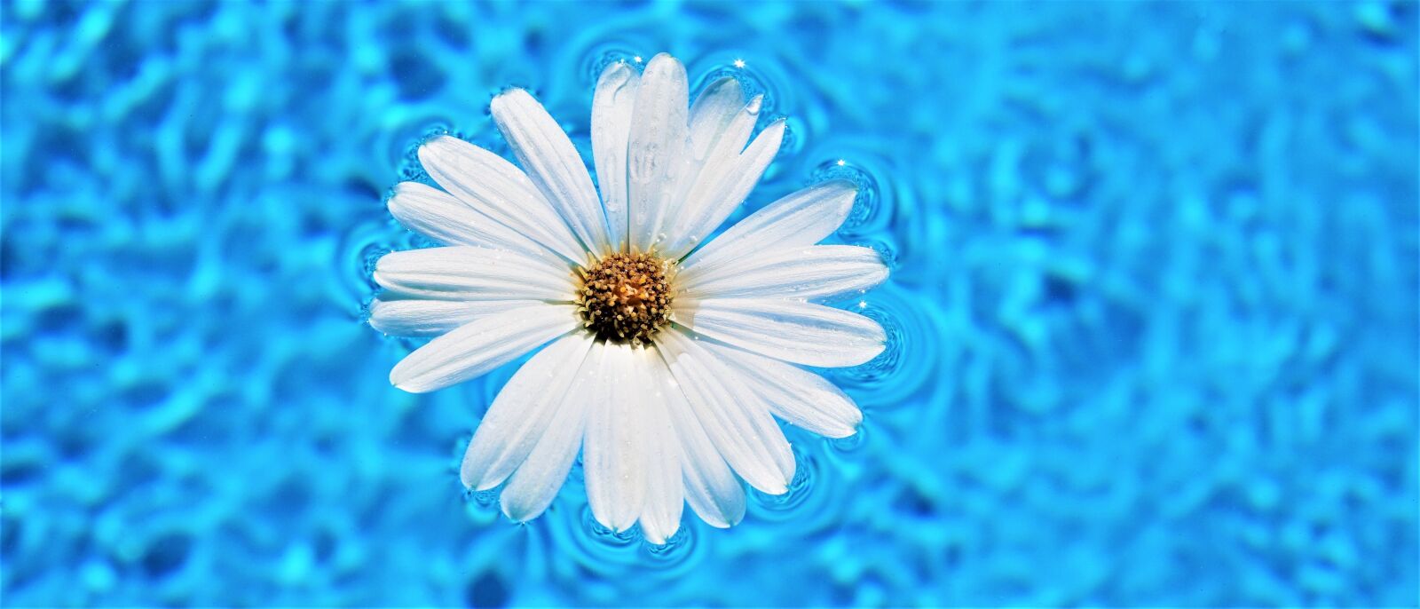 Sony a6000 + Sony E 30mm F3.5 Macro sample photo. Daisy flower, pool water photography