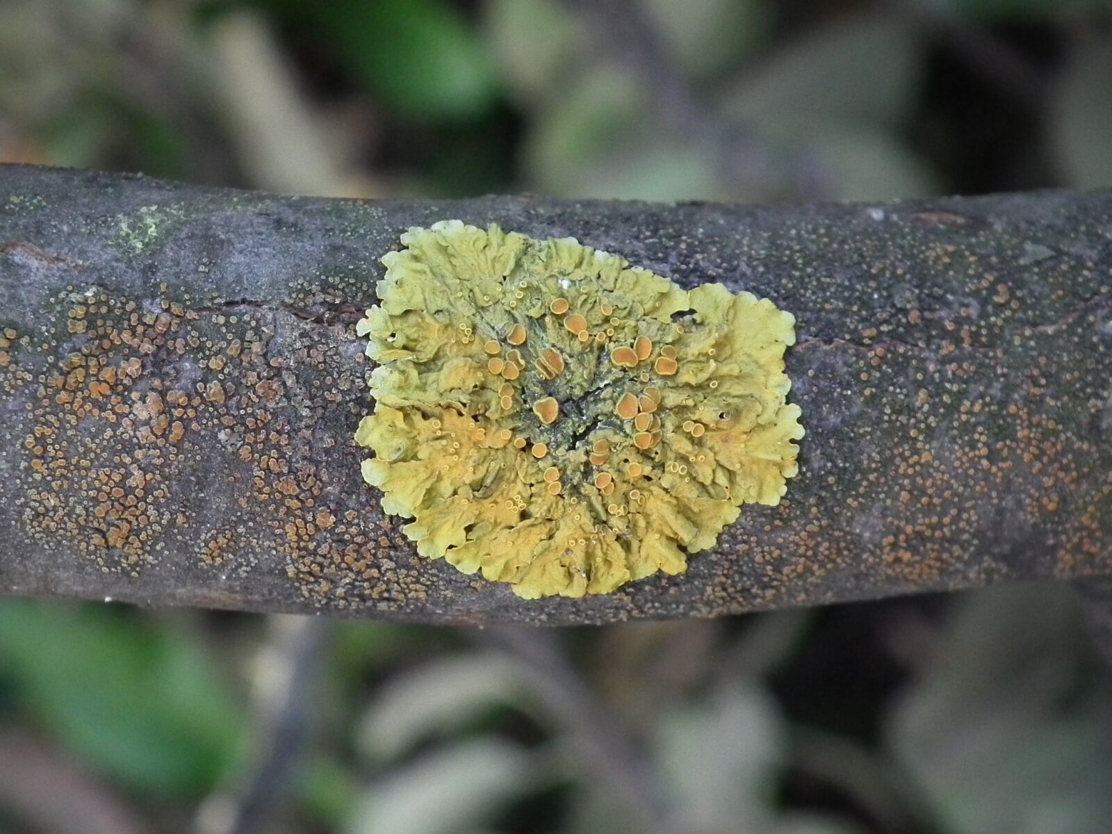 FujiFilm FinePix HS10 (FinePix HS11) sample photo. Woody, mushroom, tree photography