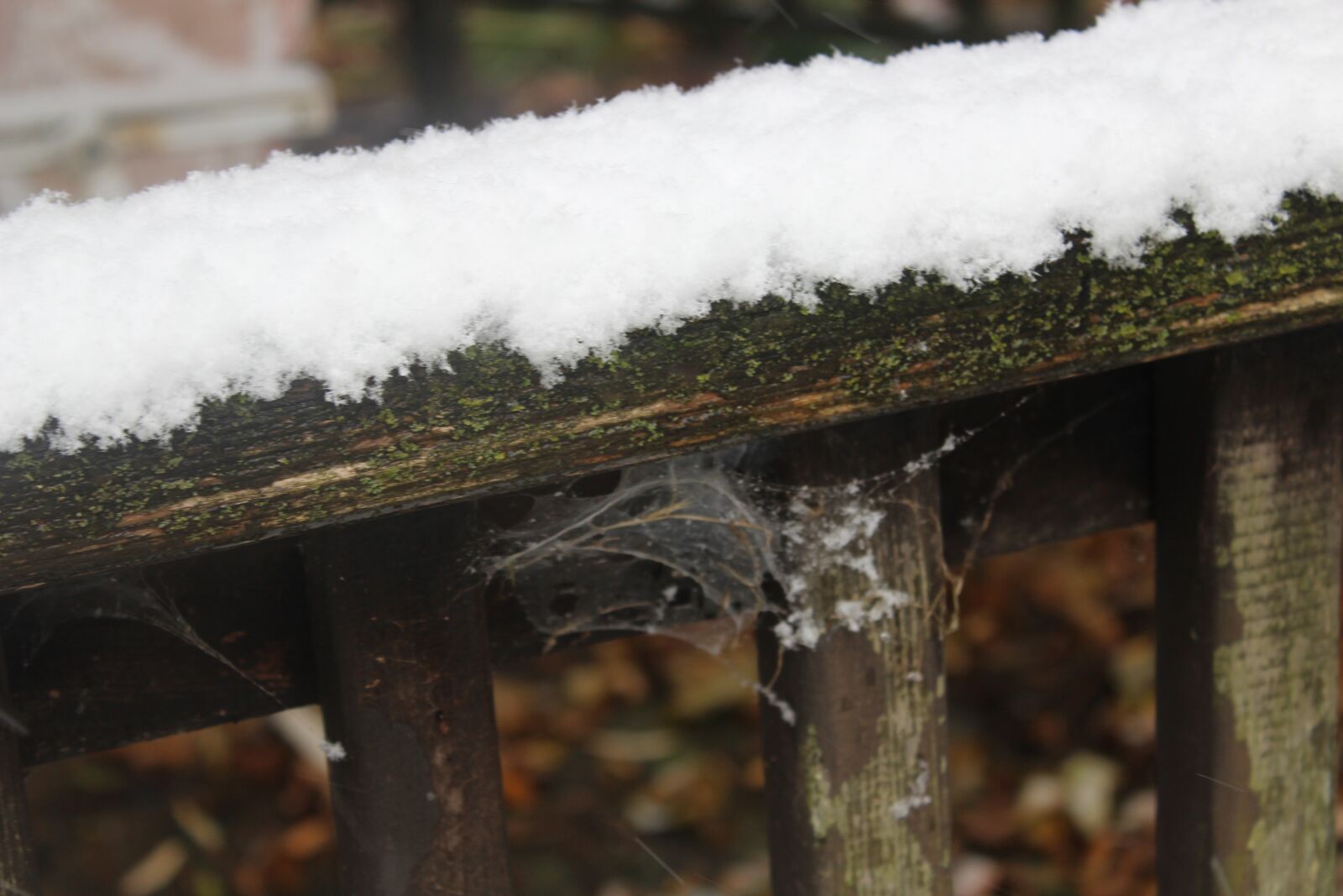 Canon EOS 1200D (EOS Rebel T5 / EOS Kiss X70 / EOS Hi) sample photo. Snow, nature, outside photography