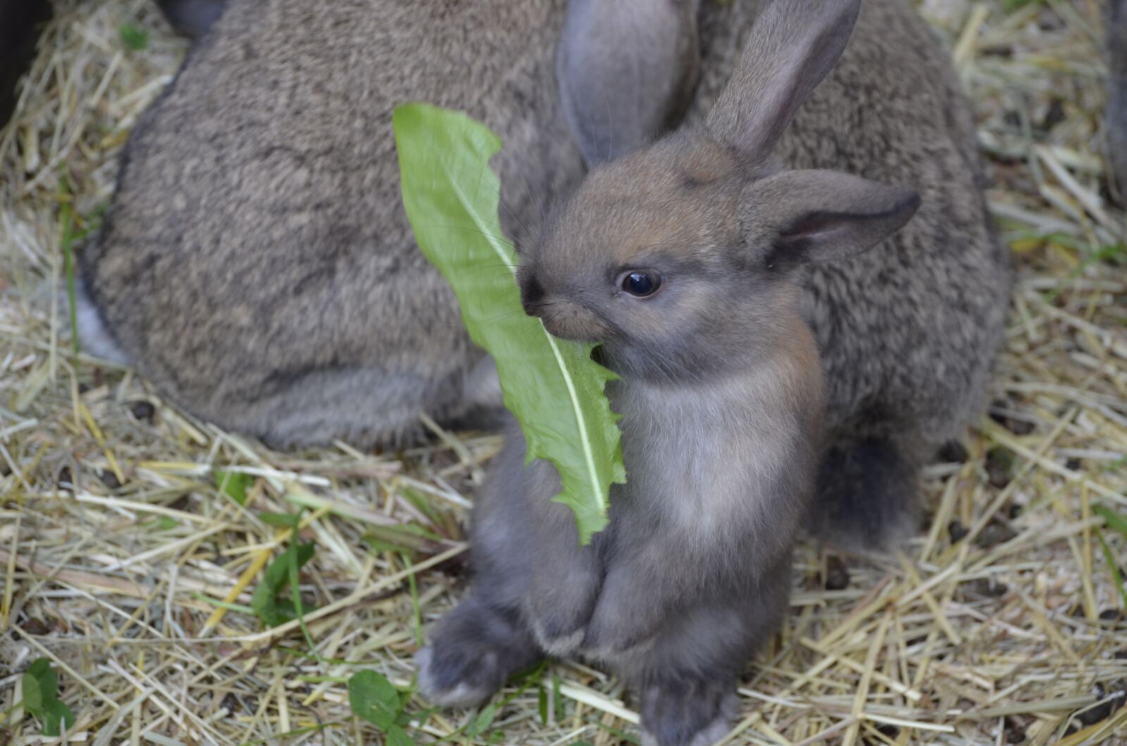 Nikon D5100 sample photo. Dwarf hare, brown, floppy photography