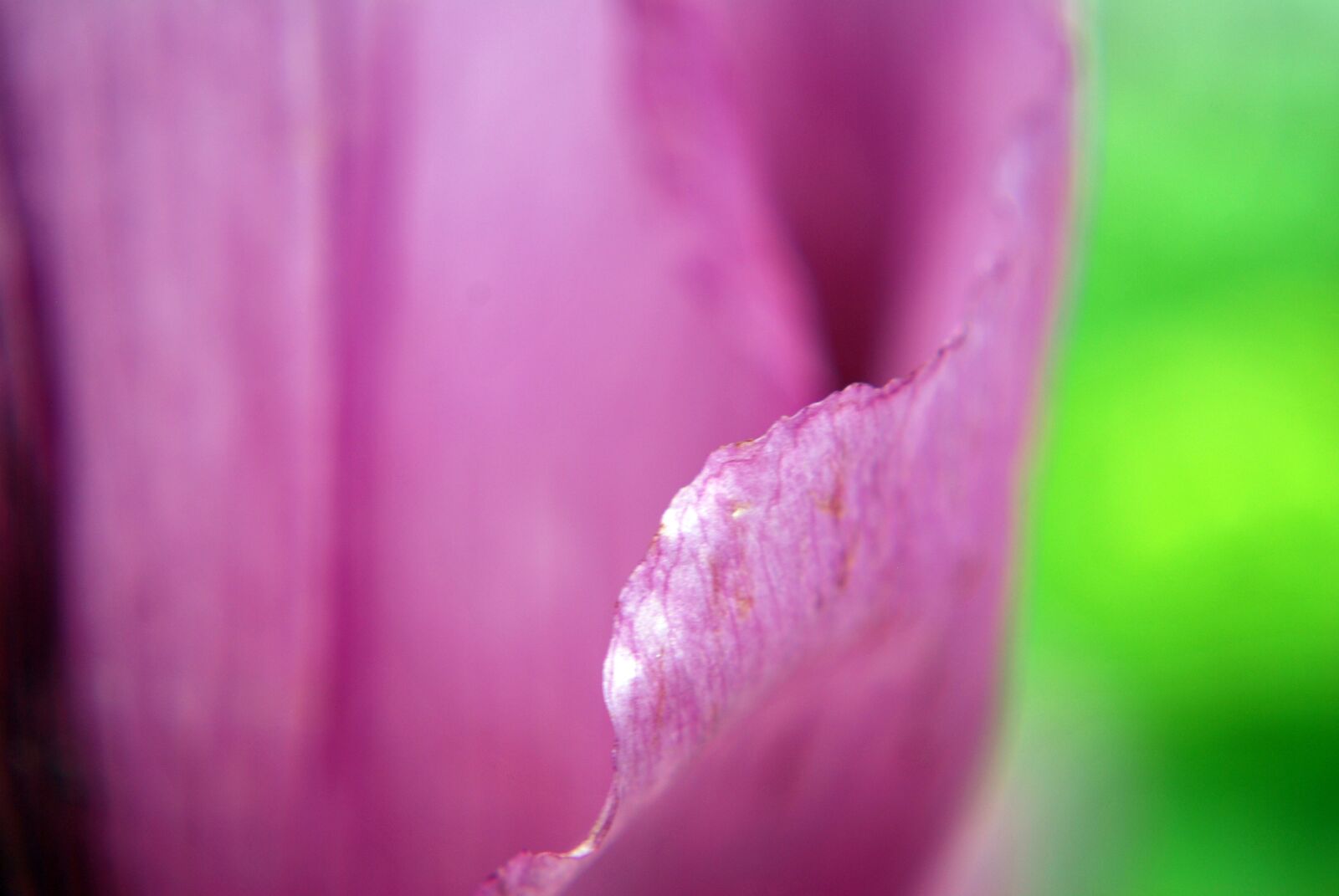Nikon D60 sample photo. Blumen, mohnblumen, blumenfeld photography