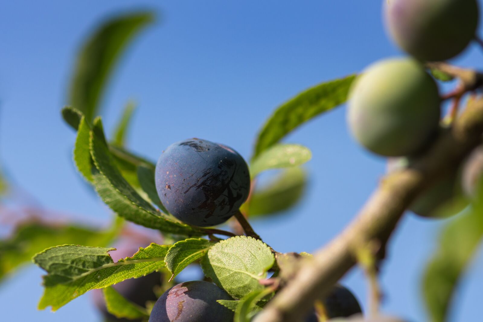 Nikon D7200 sample photo. Blackthorn, vegan, bio photography