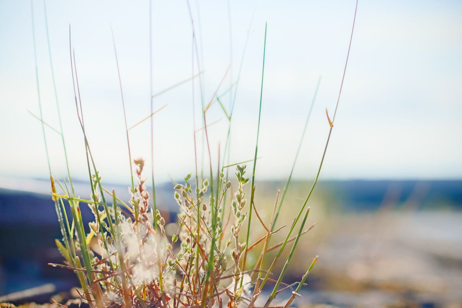 Canon EOS 70D + Canon EF 50mm F1.8 STM sample photo. Plant, bush, leaves photography