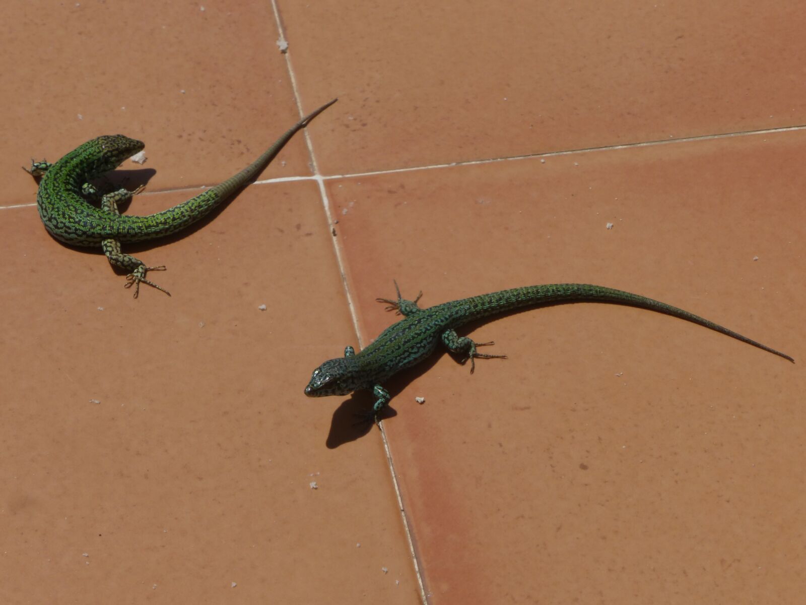 Panasonic Lumix DMC-ZS25 (Lumix DMC-TZ35) sample photo. Reptile, lizard, fauna photography