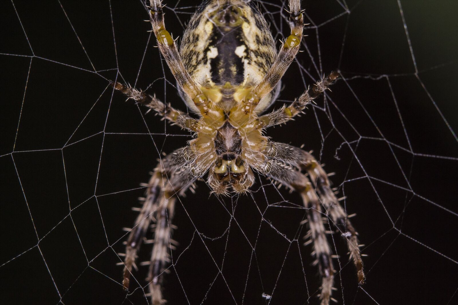 Canon EOS 60D + Canon EF 100mm F2.8 Macro USM sample photo. Spider, macro, closeup photography