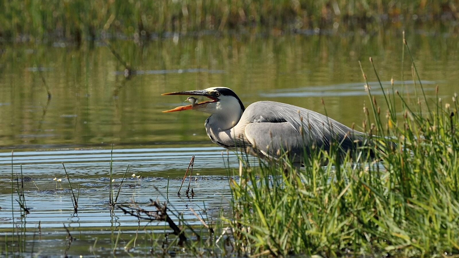 Nikon D750 sample photo. Bird, fauna, body of photography