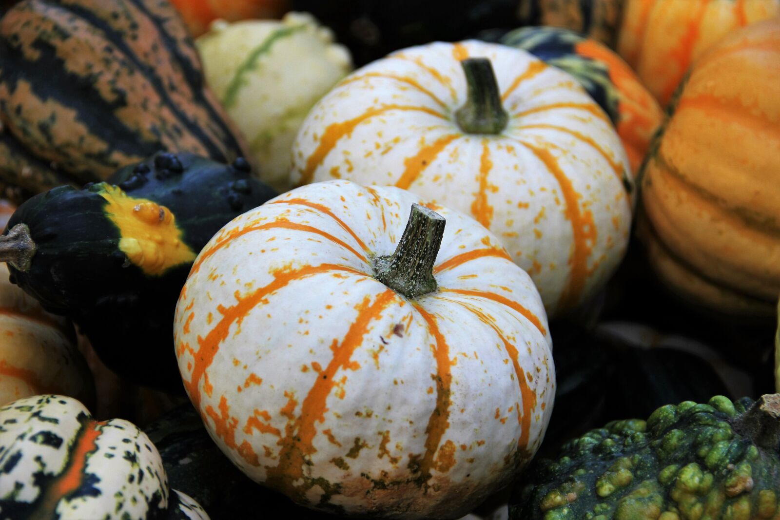 Canon EOS 550D (EOS Rebel T2i / EOS Kiss X4) sample photo. Thanksgiving, decorative squashes, seasonal photography