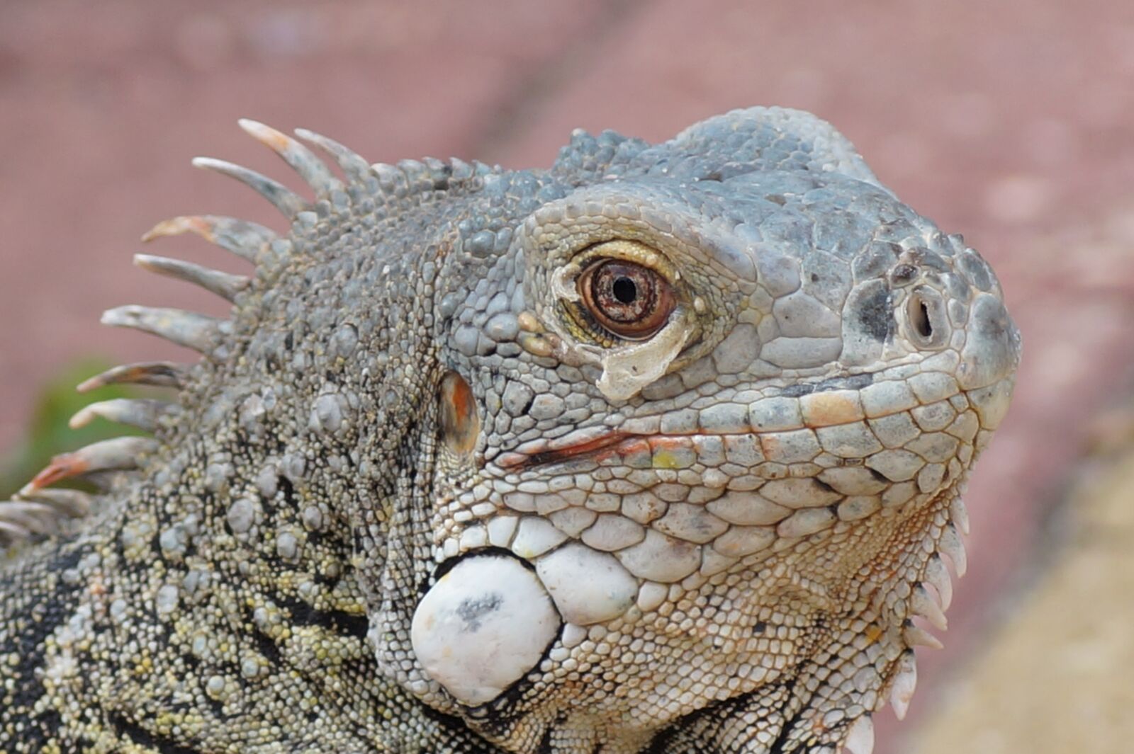 Sony SLT-A58 sample photo. Lizard, reptile, animal photography