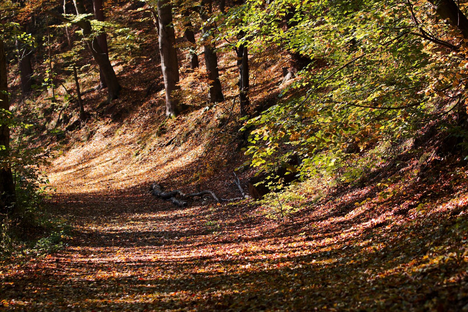 Canon EOS 70D sample photo. Nature, wood, tree photography
