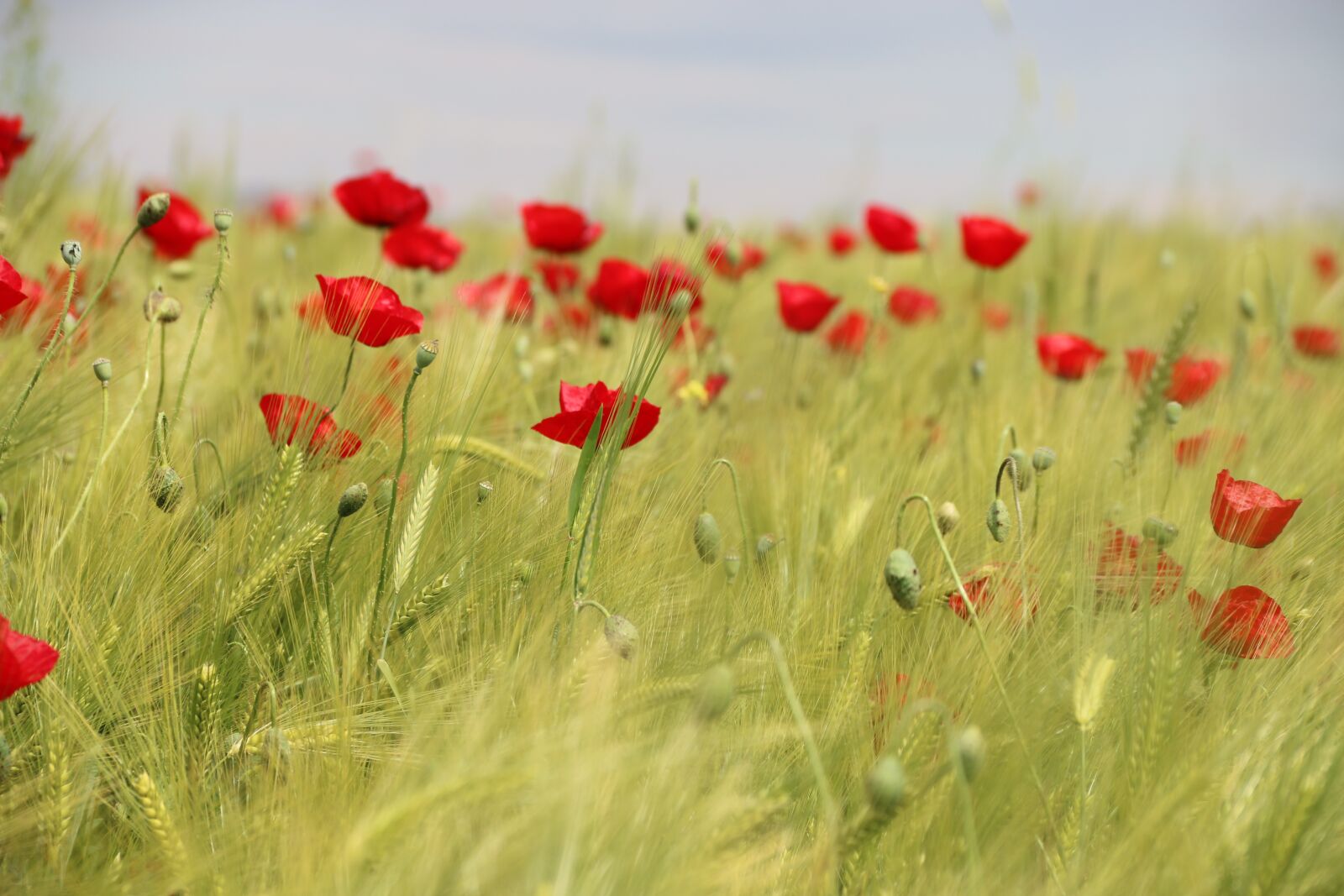 Canon EF-S 18-135mm F3.5-5.6 IS sample photo. Papaver rhoeas, flower, plant photography