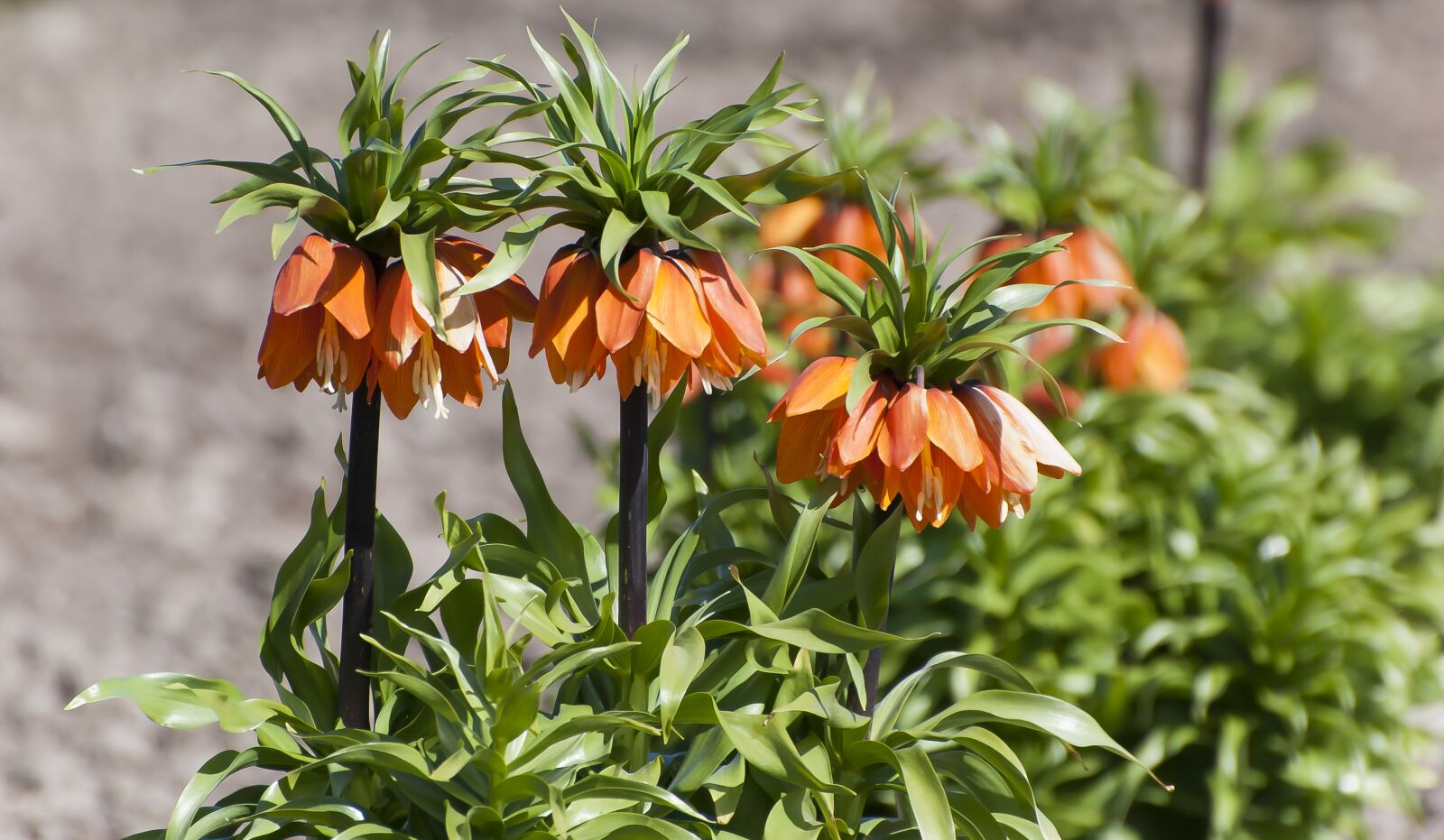 Nikon D80 sample photo. Fritillaria imperialis, lily, flower photography
