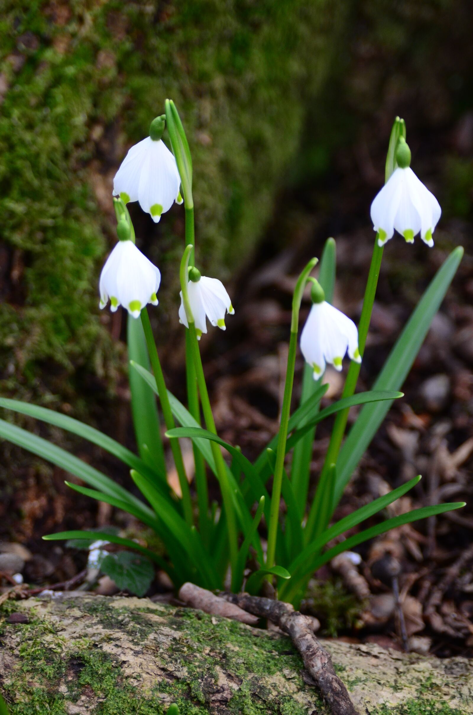 Nikon D7000 sample photo. Snowflake, fruehlingsknotenblume, early bloomer photography