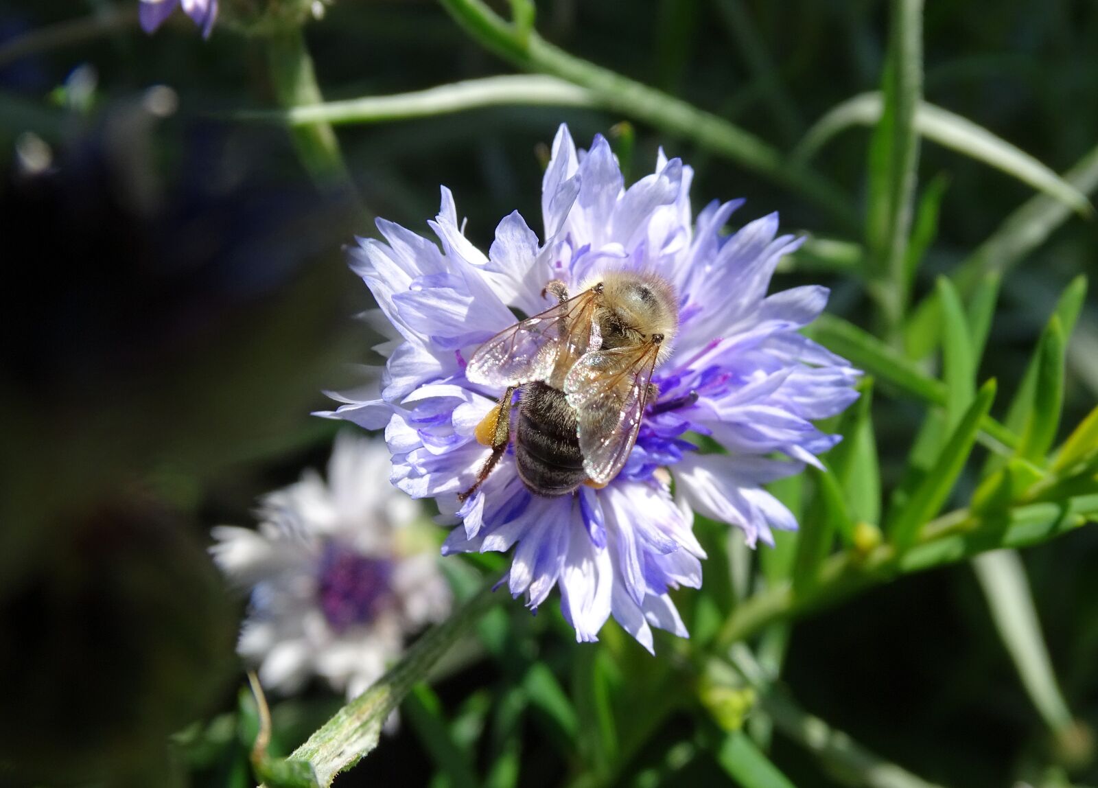 Sony Cyber-shot DSC-HX400V sample photo. Blue flower, italicum, blue photography