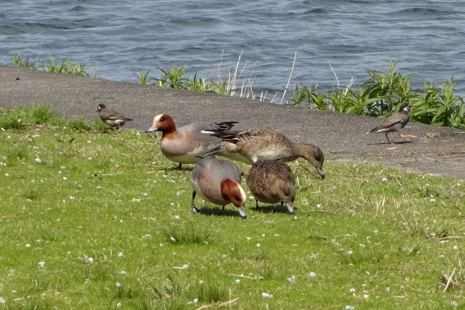 Sony Cyber-shot DSC-WX220 sample photo. Bird, waterfowl, duck photography