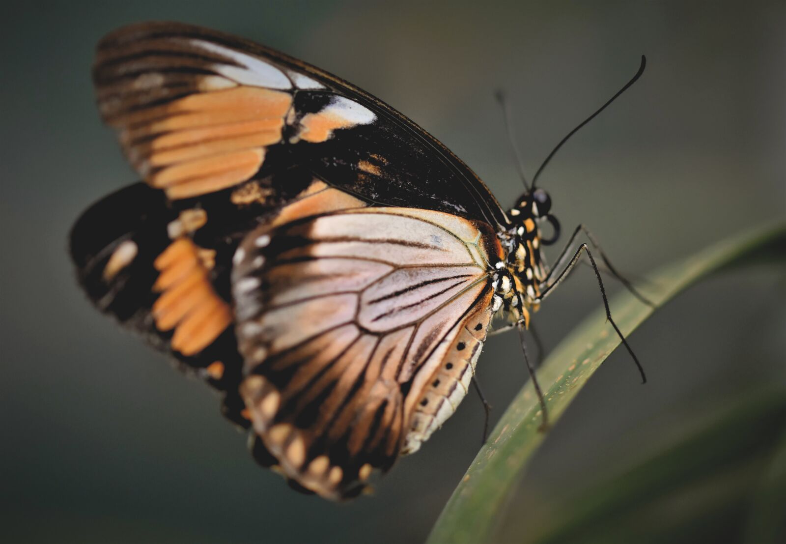 Nikon D7200 sample photo. Butterfly, tropical butterfly, exotic photography