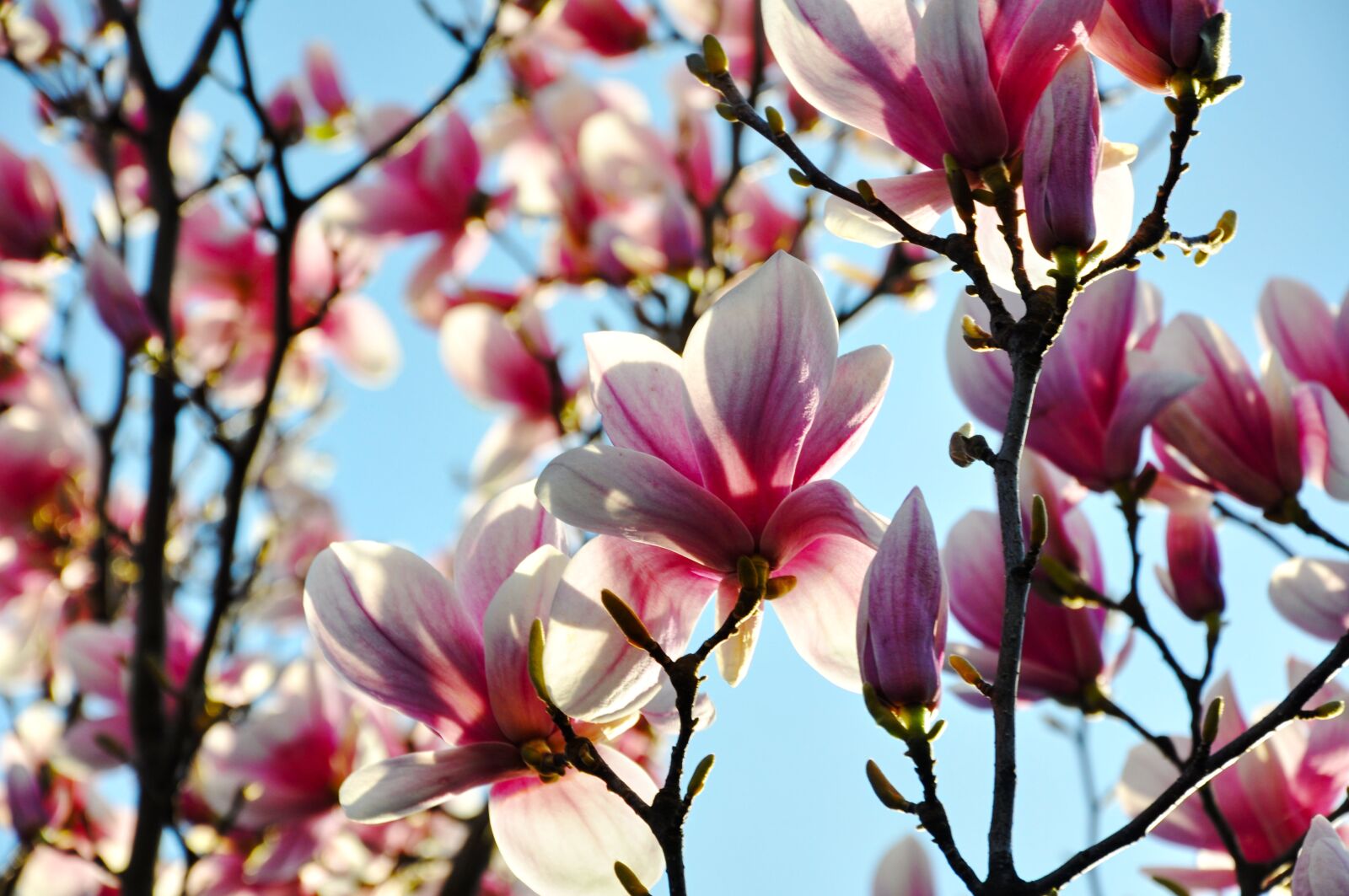 Nikon D5000 sample photo. Magnolia, spring, flower photography