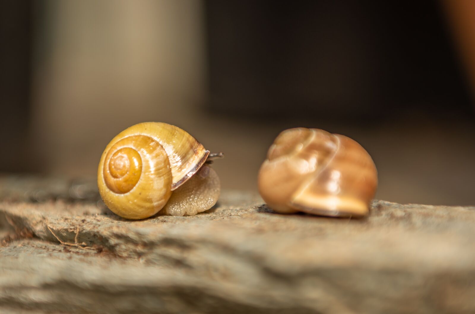 Nikon D750 sample photo. Snails, shell, mollusk photography