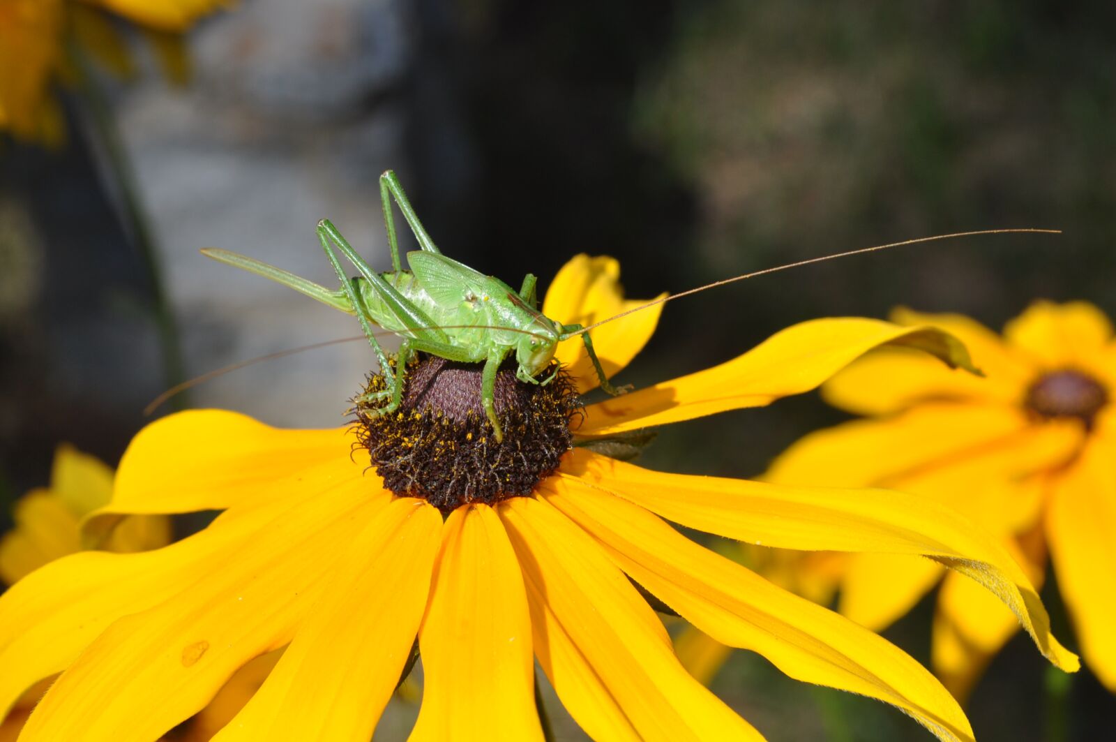 Nikon D5000 sample photo. Flower, nature, yellow photography