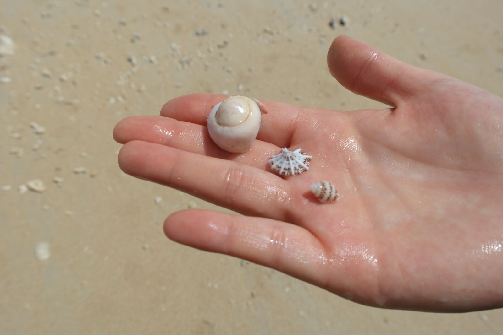 Samsung NX20 sample photo. Sea, hand, clam photography