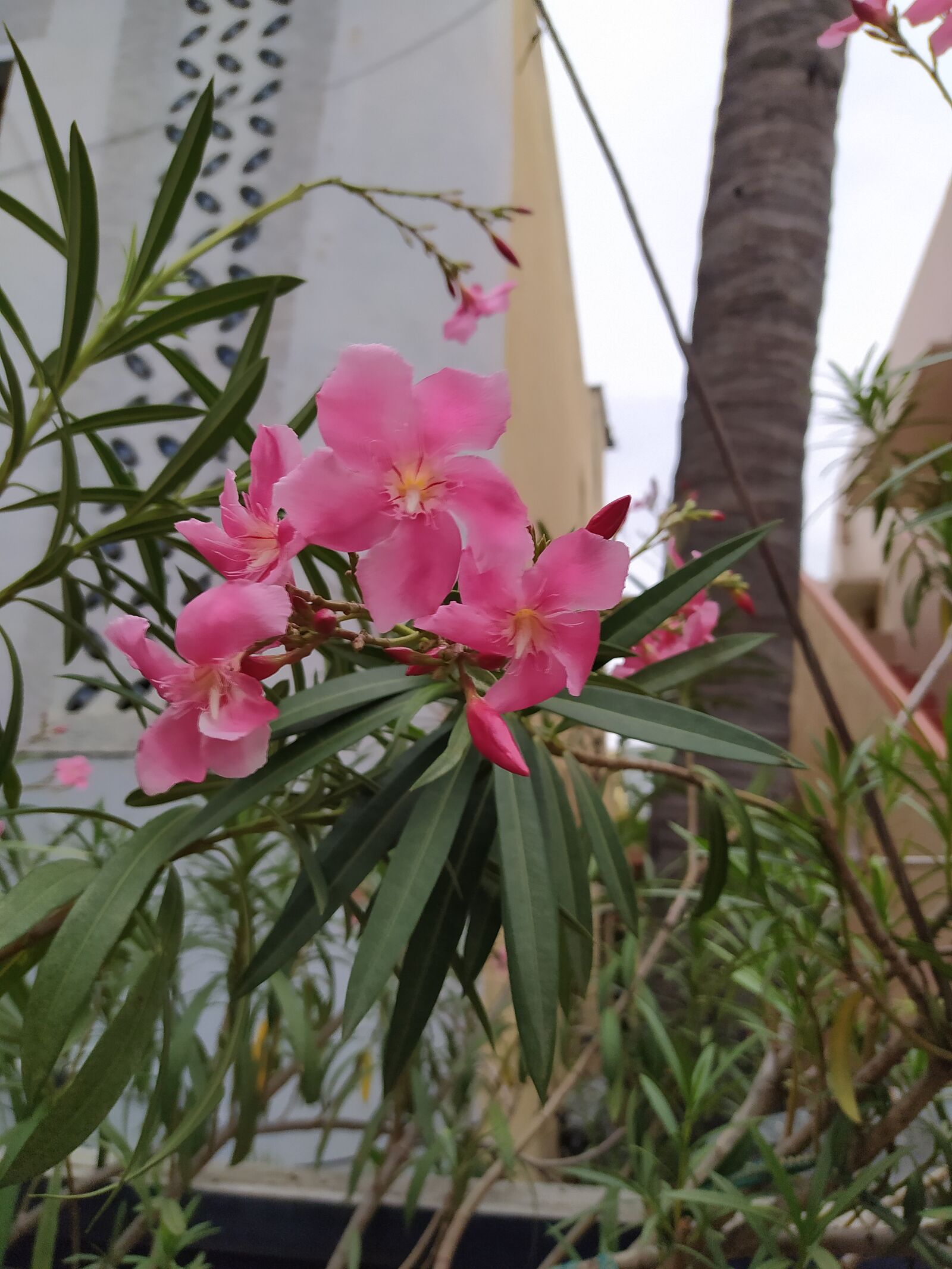Xiaomi Redmi Note 8 sample photo. Pink flower, nature, oleander photography