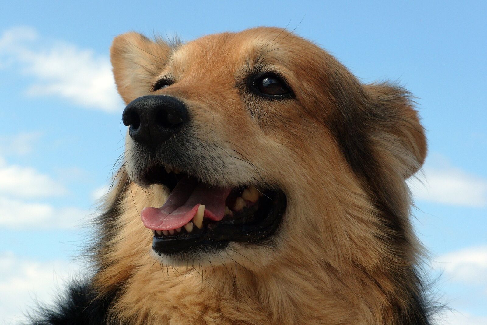 Samsung KENOX S1050  / Samsung S1050 sample photo. Dog, mixed breed dog photography